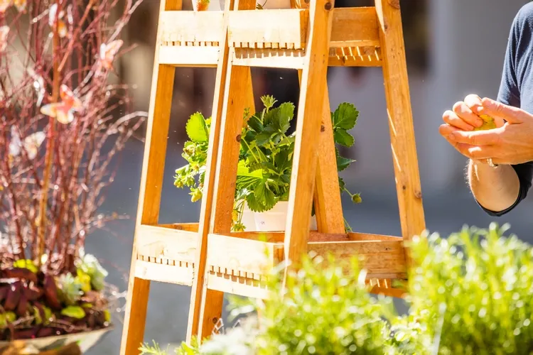 use a ladder to place your containers and save space in a small garden