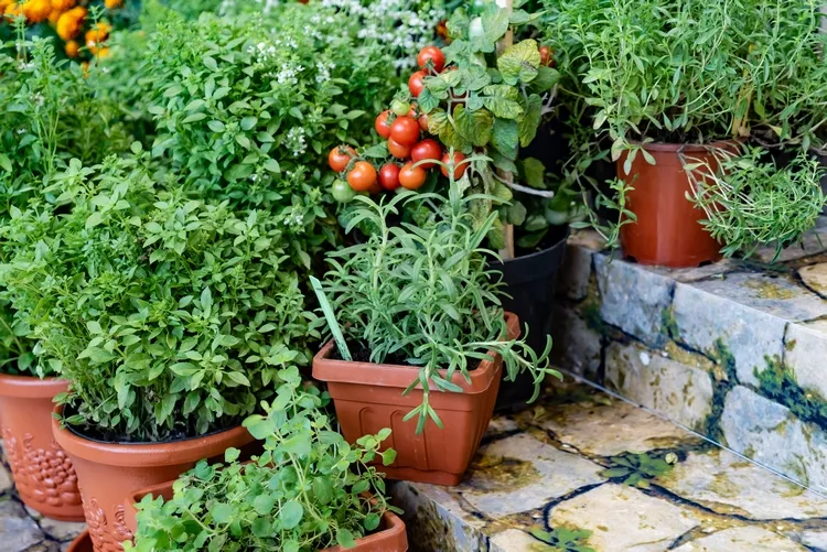 what vegetables to plant in your outdoor garden