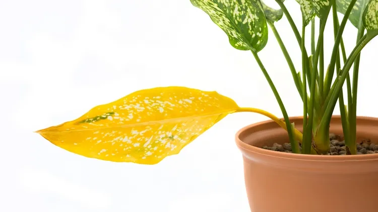 aglaonema has yellowing leaves what to do