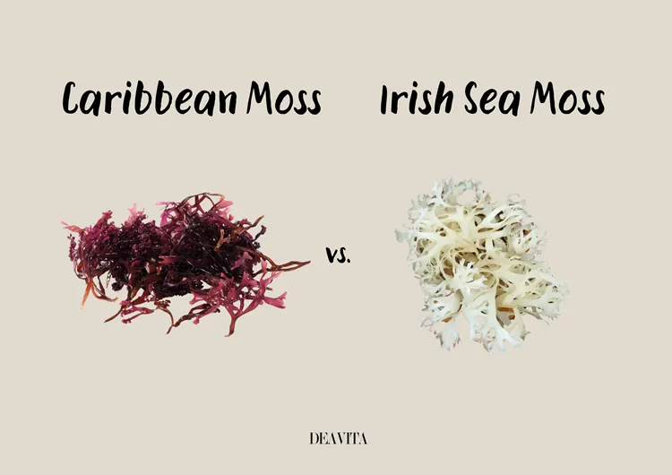 caribbean vs irish sea moss differences