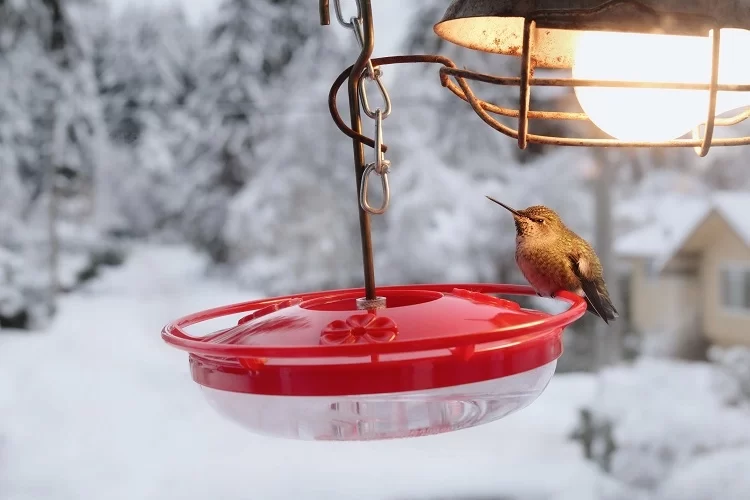 how to make a heated humming bird feeder diy craft