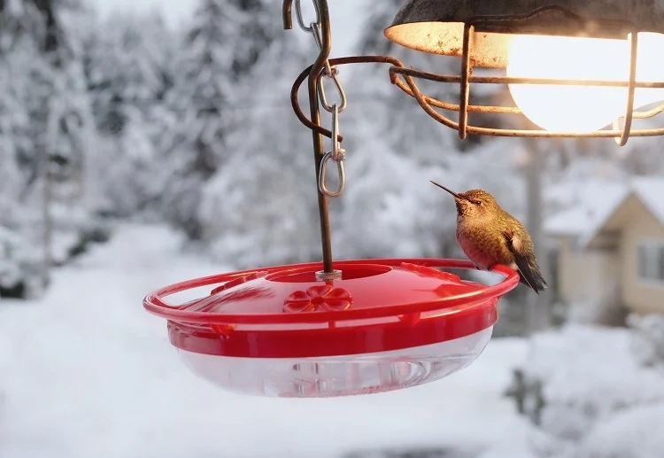 how to make a heated humming bird feeder diy craft