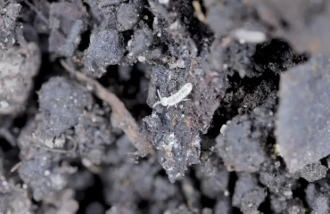 how to remove tiny bugs in indoor plant soil