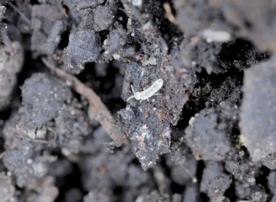 how to remove tiny bugs in indoor plant soil