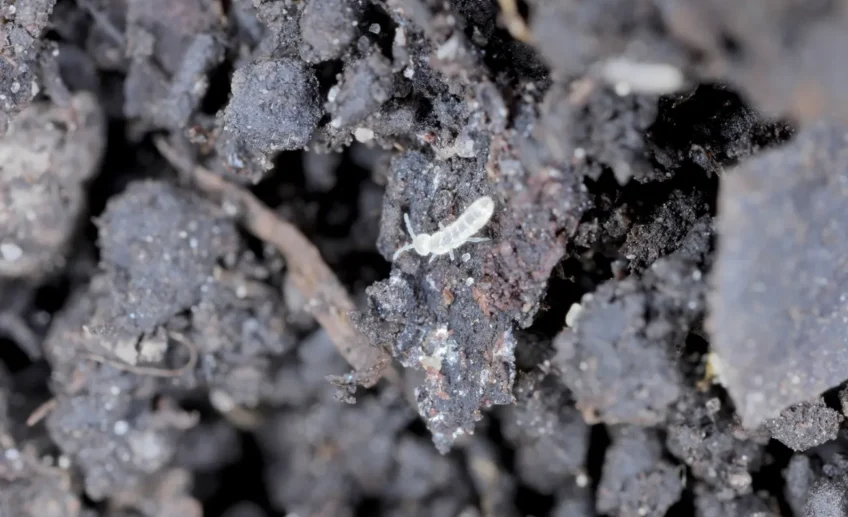 how to remove tiny bugs in indoor plant soil