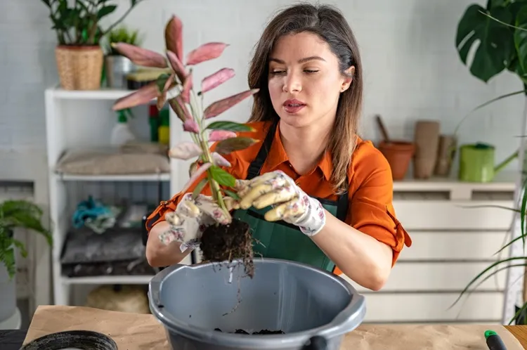 woman repotting indoor plant