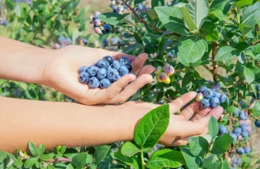 a gardener's guide to propagating blueberry bushes from cuttings with ease