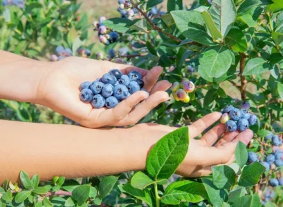 a gardener's guide to propagating blueberry bushes from cuttings with ease