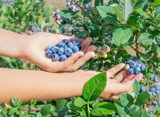 a gardener's guide to propagating blueberry bushes from cuttings with ease