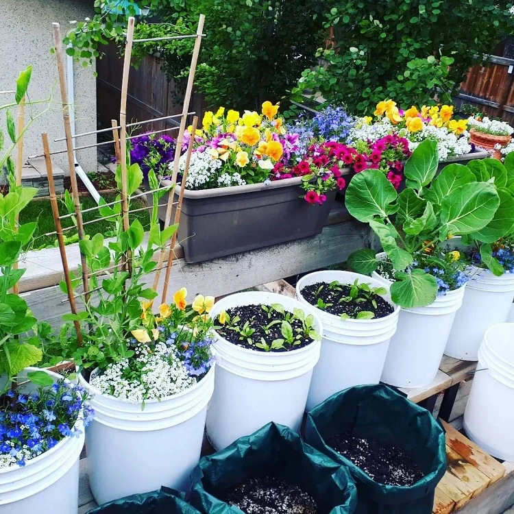 diy bucket garden tutorial
