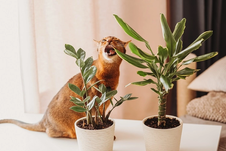 how do i keep cats from eating houseplants
