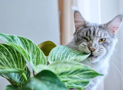 how to keep cats from eating houseplants proven method