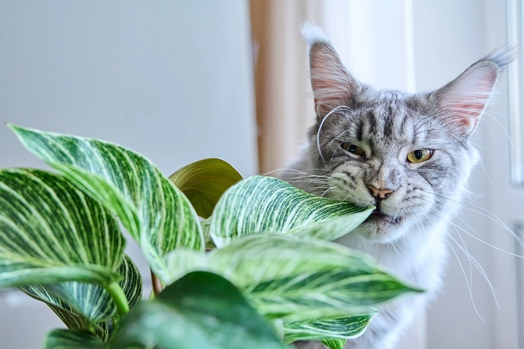 how to keep cats from eating houseplants proven method