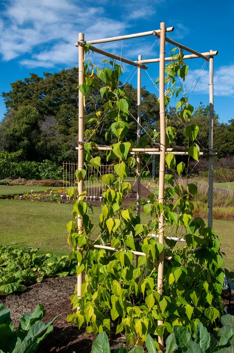 how to make a garden climbing frame for plants