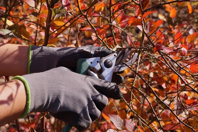 how to take hardwood blueberry bush cuttings