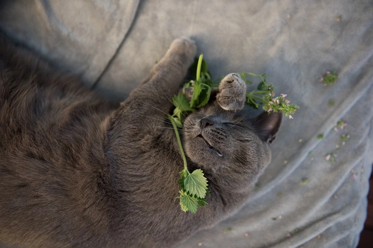 provide your cat with their own plant