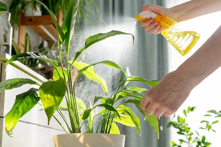 spraying plants with bitter tasking detergents use citrus peels