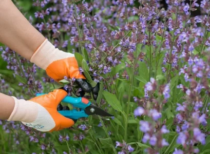 when to cut back russian sage in spring