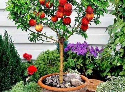 peach fruit tree patio