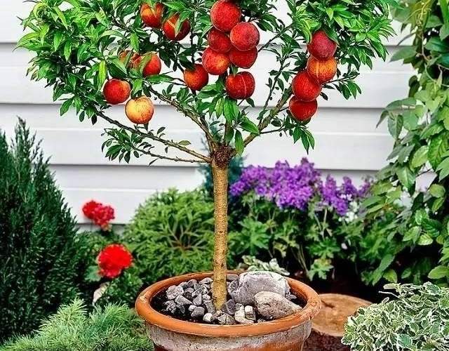 peach fruit tree patio