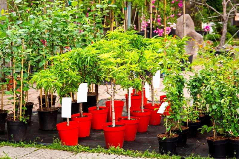 flowerpots,with,peach,fruit,trees,stand,outdoors,in,the,garden