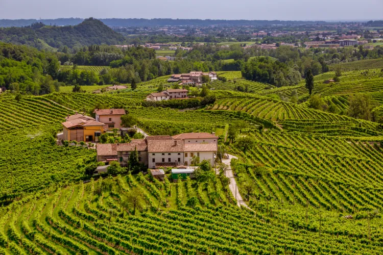 vineyards producing the famous prosecco wine