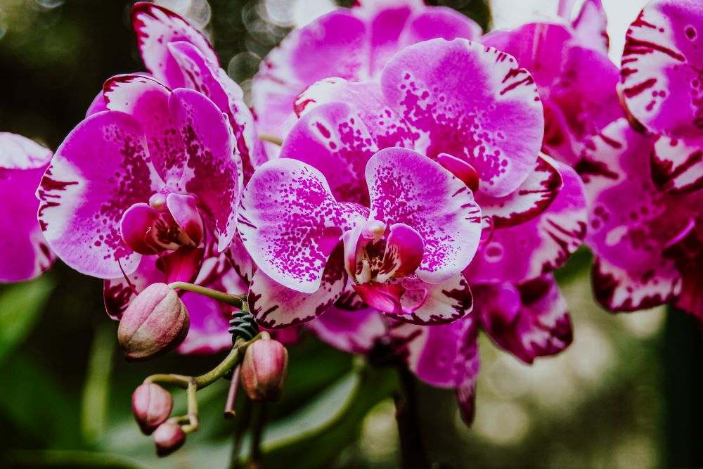 Orchid Buds