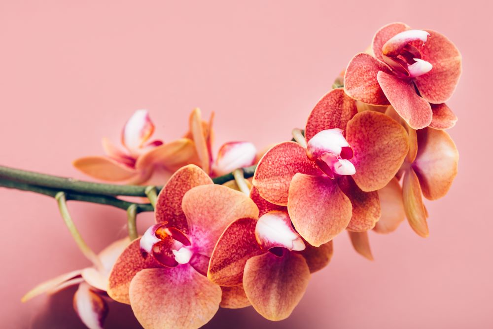 why orchid drops buds possible reasons and care tips Orchid Buds
