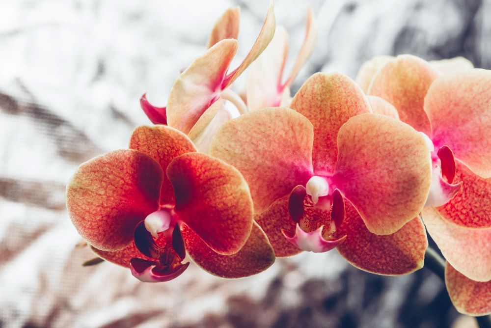 orchid has many buds but not flowering care tips