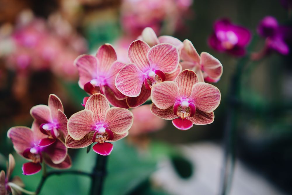 why orchid buds wont open care tips and ideas Orchid Buds
