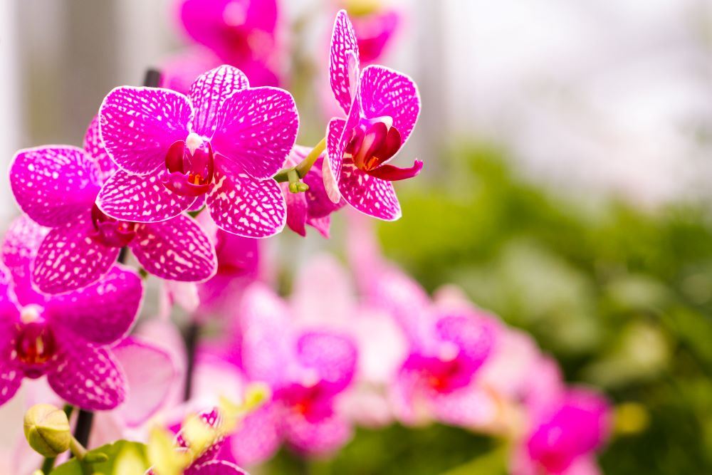 orchid care tips why buds fall off