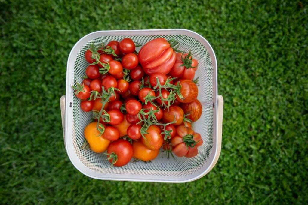 Roof Farming - production